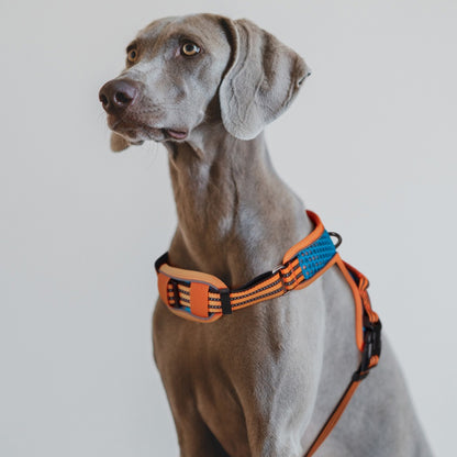 SnoopDoggyDog's No-pull Harness